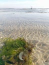 sea Ã¢â¬â¹Ã¢â¬â¹plants on the beach